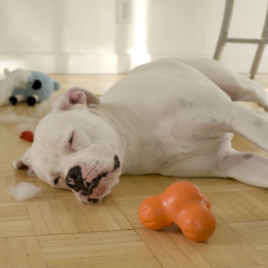 West Paw Hundespielzeug Mit Zogoflex Tux L